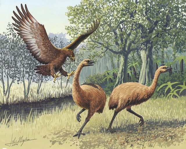 The large Haast's eagle and moa from New Zealand