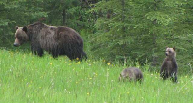 Sow with two cubs in the Kananaskis