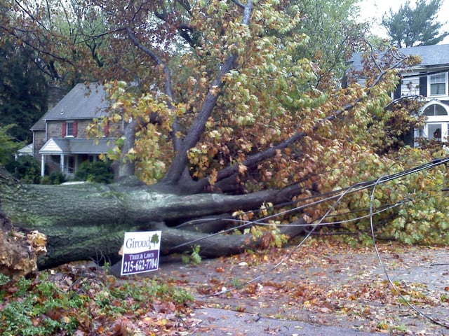 A downed tree in Cheltenham Township, Pennsylvania.
