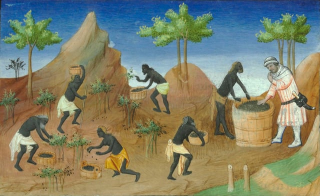"The Mullus" harvesting pepper.