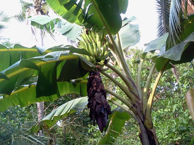 The Musa 'Nendran' cultivar grown widely in the Indian state of Kerala is a member of the AAB cultivar group