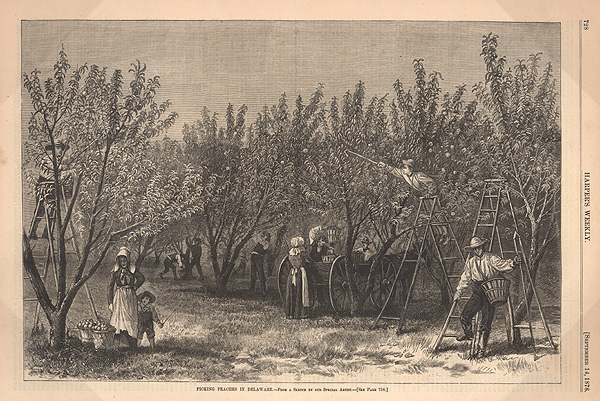 "Picking Peaches in Delaware" from an 1878 issue of Harper's Weekly