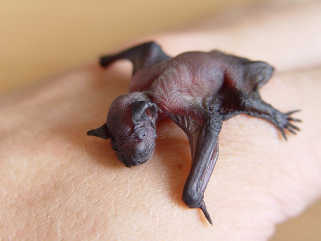 Newborn common pipistrelle, Pipistrellus pipistrellus