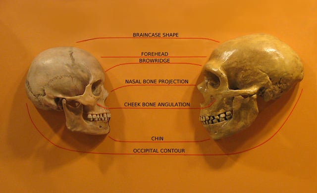 Anatomical comparison of skulls of H. sapiens (left) and H. neanderthalensis (right)(in Cleveland Museum of Natural History)Features compared are the braincase shape, forehead, browridge, nasal bone, projection, cheek bone angulation, chin and occipital contour