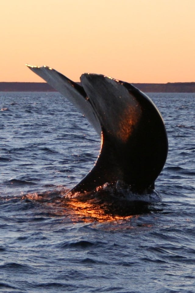 A southern right whale sailing