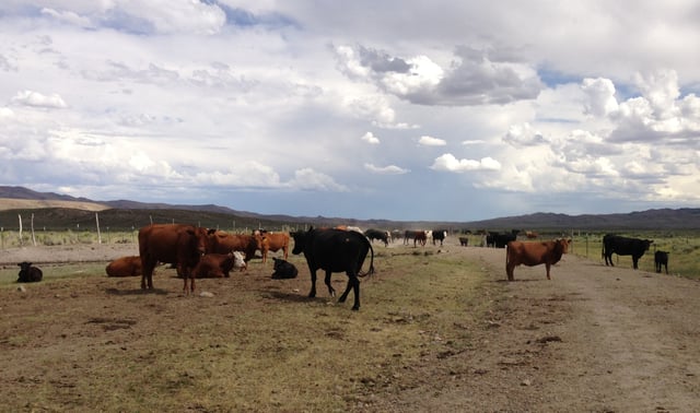 Cattle near the Bruneau River in Elko County