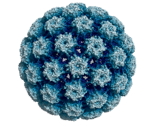Cryo-electron microscopy structure of the HPV type 16 viral capsid protein. Rendered from PDB: 5KEQ   ​.