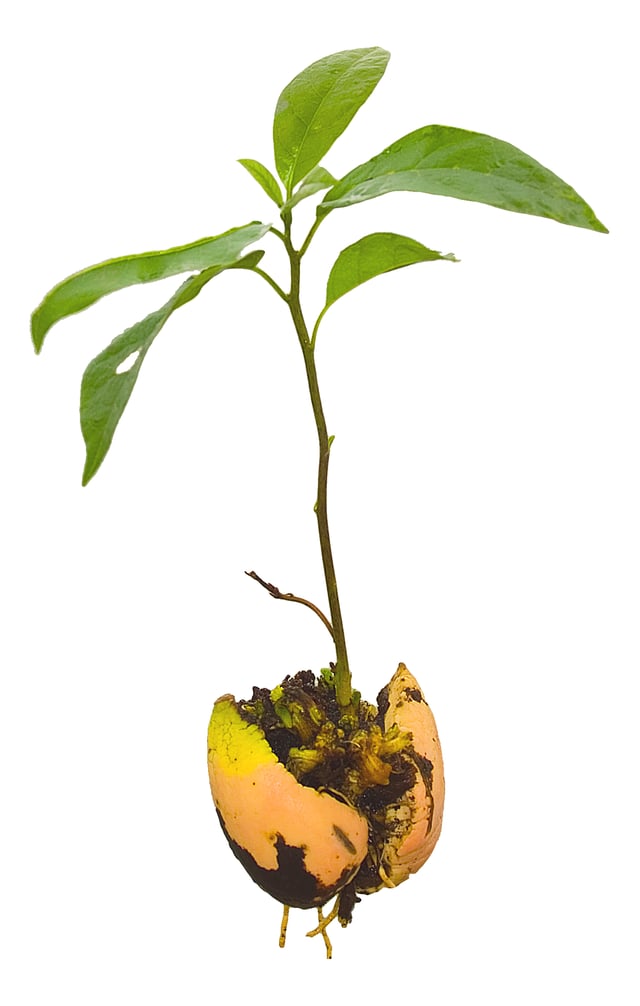 Persea americana, young avocado plant (seedling), complete with parted pit and roots