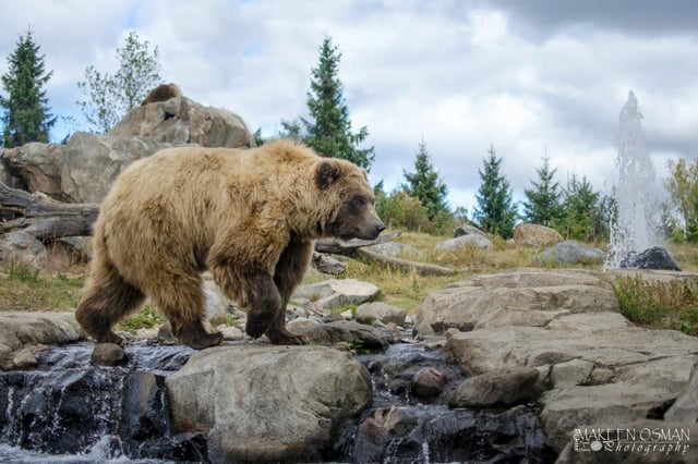 Eurasian brown bears are often adapted to wooded and montane habitats
