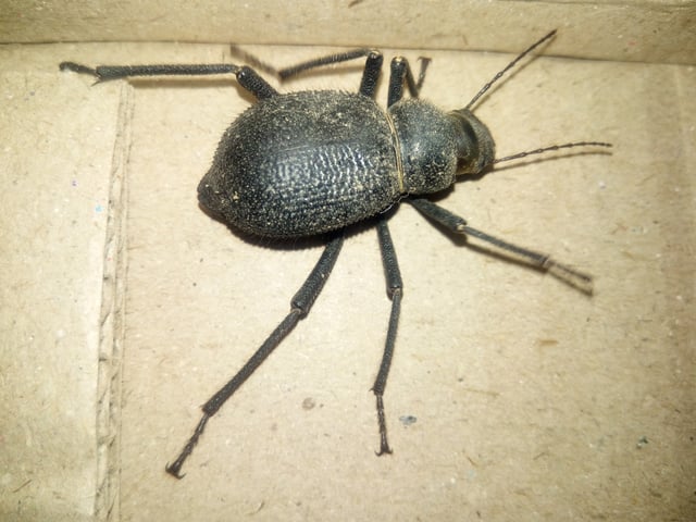 Beetle found in Thar Desert