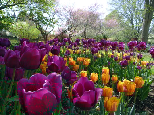 Tulips bloom in Foster Park.