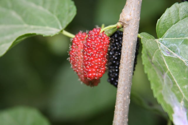 Mulberry fruit in Libya
