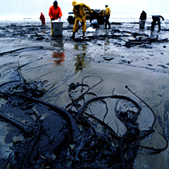 Kelp after an oil spill.