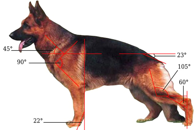 The typical kennel club's breeding goal for modern structure of the body of GSD