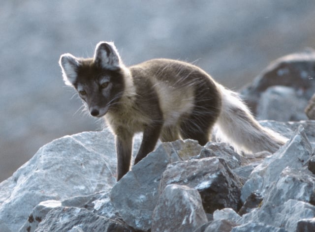 The Arctic fox has its habitat in high elevation ranges on the mainland as well as on Svalbard.