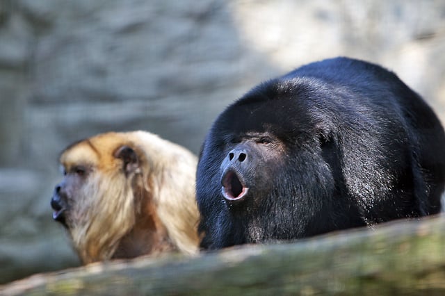 Pair of black howler monkeys vocalizing