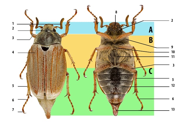 Beetle body structure, using cockchafer. A: head, B: thorax, C: abdomen. 1: antenna, 2: compound eye, 3: femur, 4: elytron (wing cover), 5: tibia, 6: tarsus, 7: claws, 8: mouthparts, 9: prothorax, 10: mesothorax, 11: metathorax, 12: abdominal sternites, 13: pygidium.