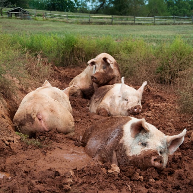 Domestic pigs in a wallow