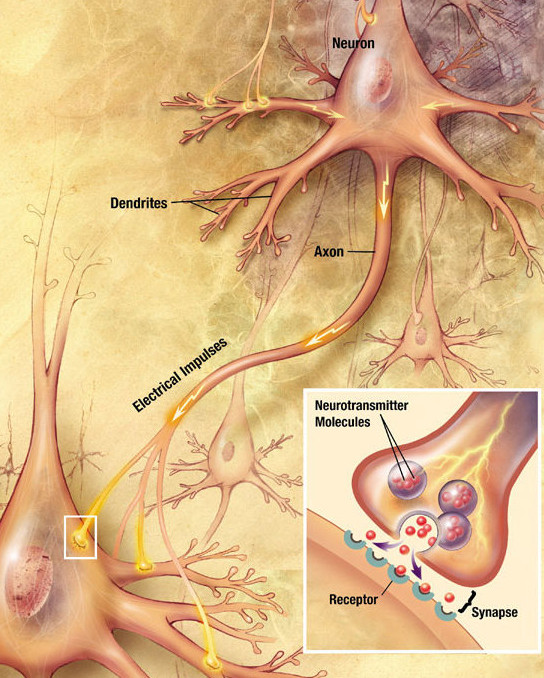 Neurons generate electrical signals that travel along their axons.