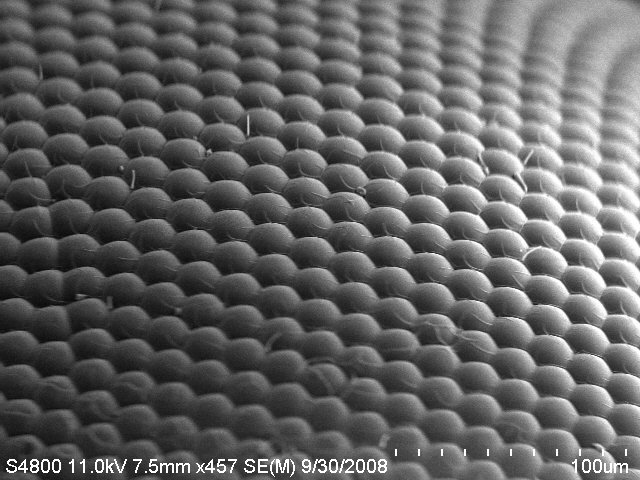 An image of a house fly compound eye surface by using scanning electron microscope
