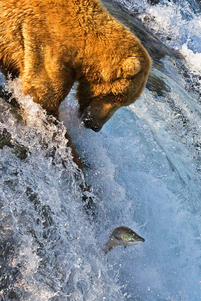 Grizzly bear fishing for salmon at Brooks Falls, Alaska