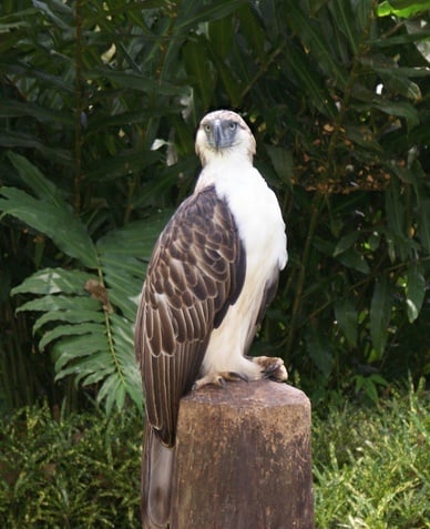 The Philippine eagle