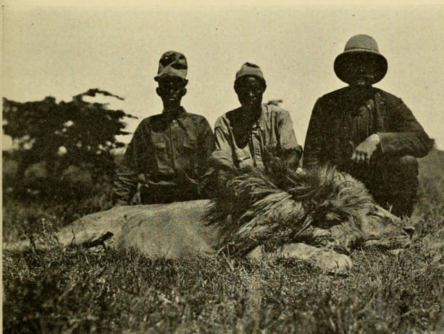 Male lion shot in May 1909 in Sotik Plains