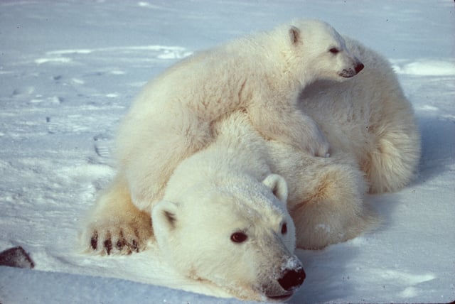 Mothers and cubs have high nutritional requirements, which are not met if the seal-hunting season is too short
