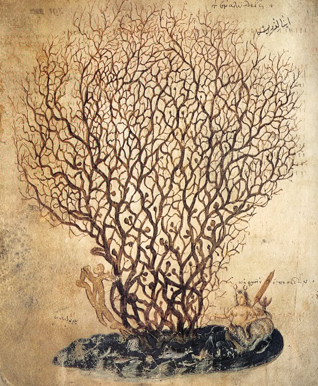 Depiction of coral in the Juliana Anicia Codex, a 6th-century copy of Dioscorides' De Materia Medica. The facing page states that coral can be used to treat ulcers.