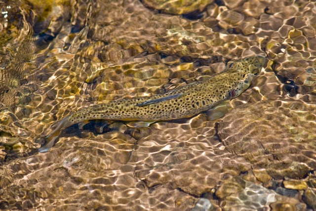 Brown trout in a creek