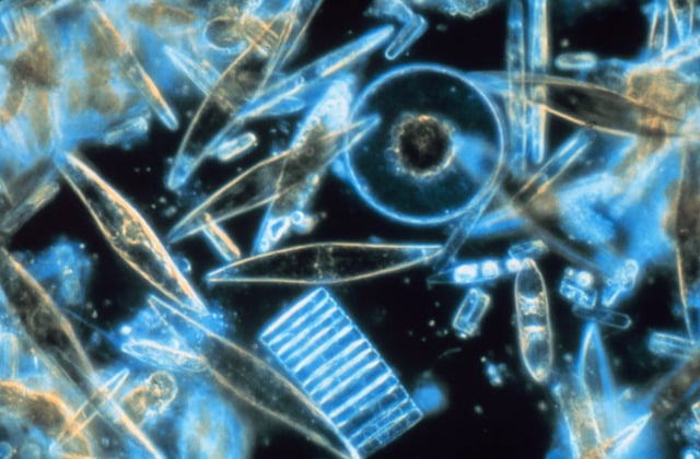 Diatoms of different sizes seen through the microscope. These minuscule phytoplankton are encased within a silicate cell wall.