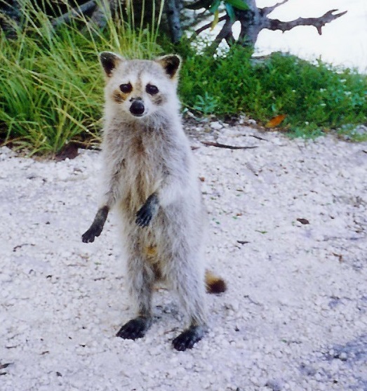 A Torch Key raccoon (P. l. incautus) in  Cudjoe Key, Florida. Subspecies inhabiting the Florida Keys are characterized by their small size and very pale fur.