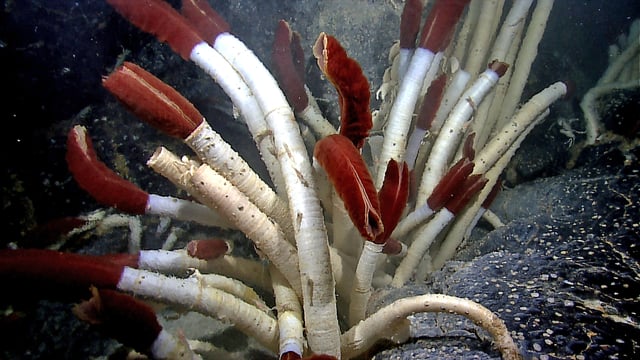 The giant tube worm Riftia pachyptila