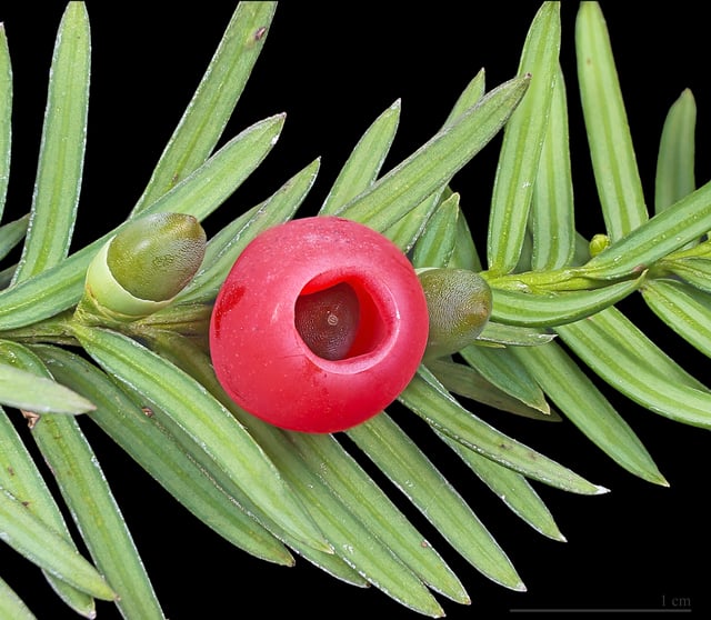 Yew "berries" are female conifer cones.
