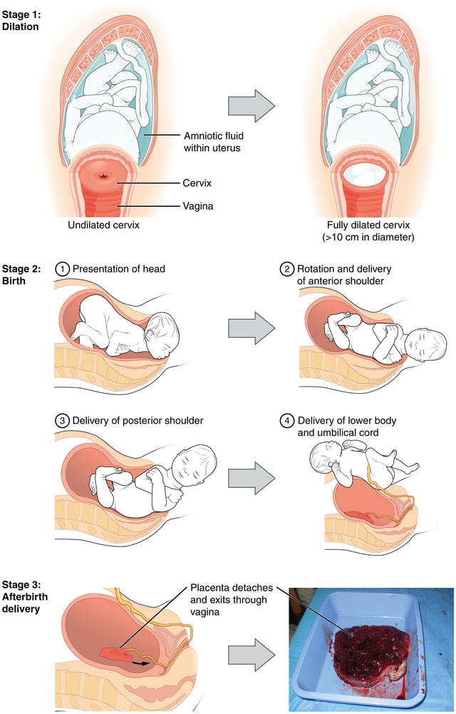 Sequence of images showing the stages of ordinary childbirth.
