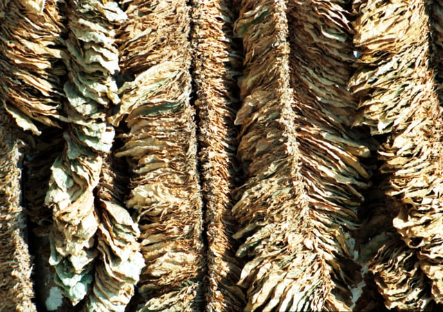 Basma tobacco leaves drying in the sun at Pomak village in Xanthi, Greece