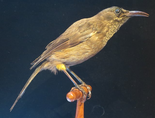 Specimen, Bishop Museum, Honolulu