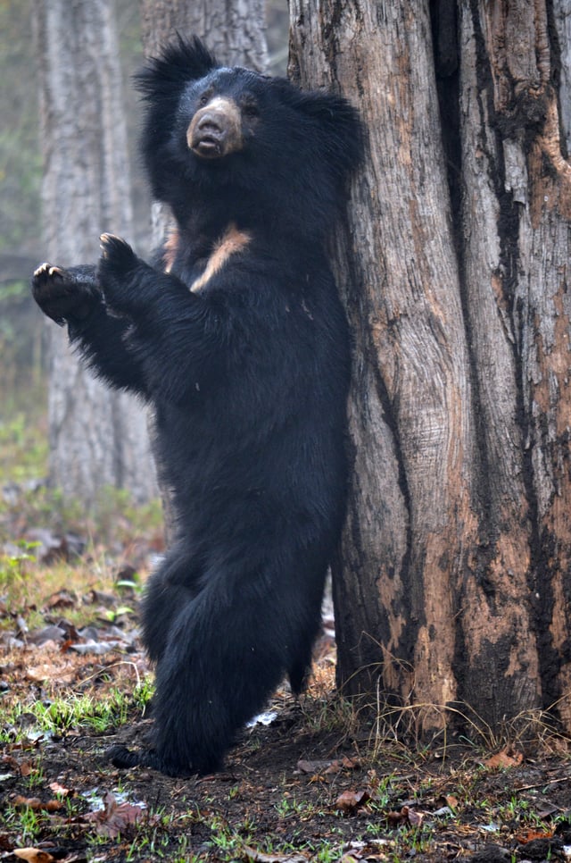 Sloth bear rubbing against tree at Nagarhole Tiger Reserve, India