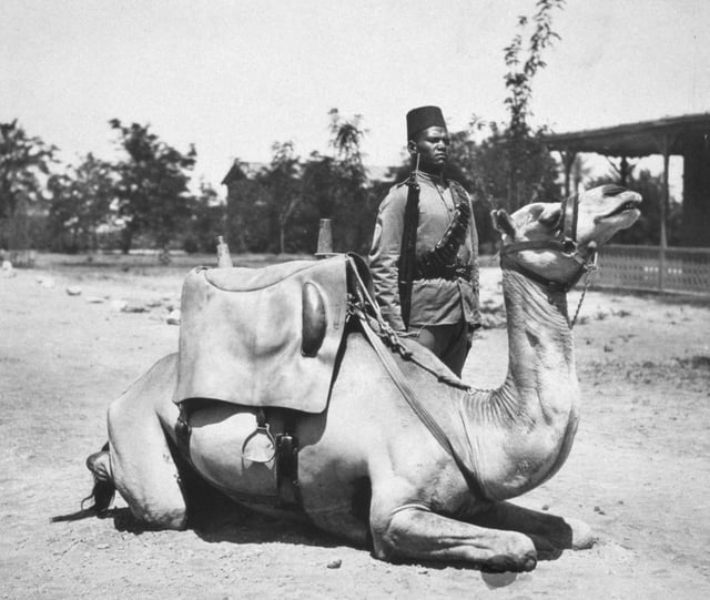 A camel soldier of the native forces of the British army, early 20th century.