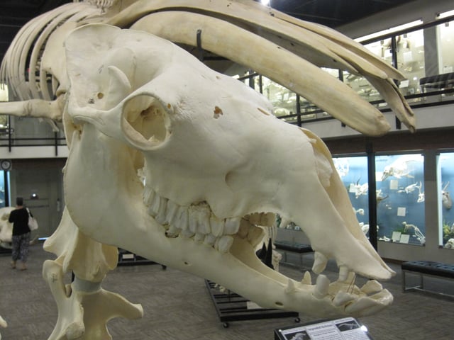 Skull of an F1 hybrid camel, Museum of Osteology, Oklahoma