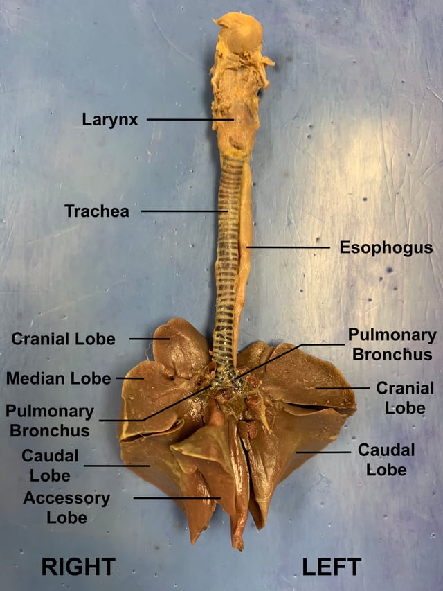 Ventral view of dissected rabbit lungs with key structures labeled.