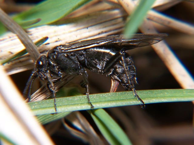 Sawfly laying eggs in a plant, using the serrated saw-like ovipositor for which the group is named