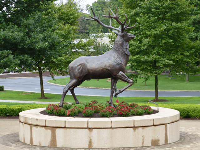 Stag statue in the middle of campus