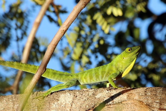 Norops garmani