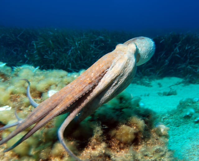 Octopuses swim with their arms trailing behind.