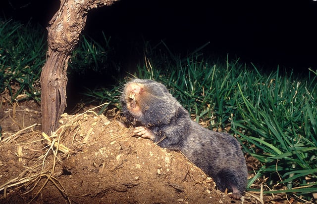 The Middle East blind mole rat uses seismic communication.