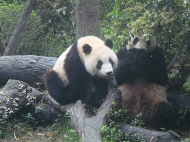 Pandas at the Chengdu Research Base of Giant Panda Breeding