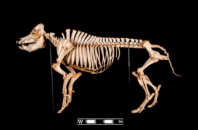 Skeleton specimen of a swine