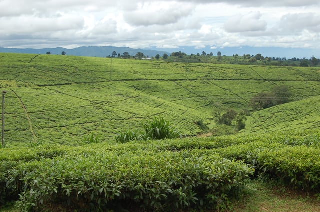 Tea fields in Tukuyu