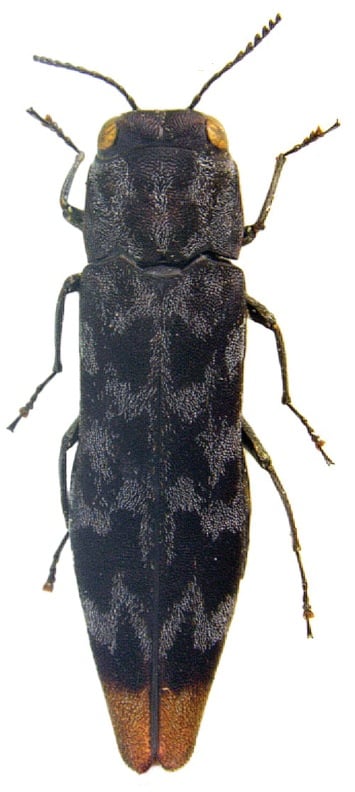 Agrilus auroapicalis